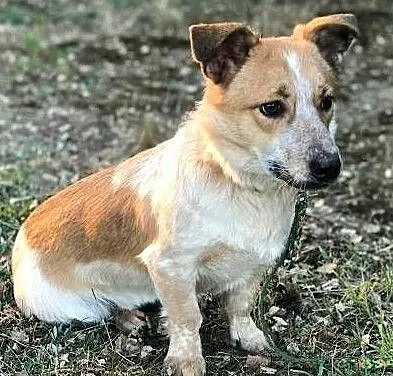 ŁATEK - kochany, wesoły, roczny psiak do adopcj, Mazowieckie, Warszawa
