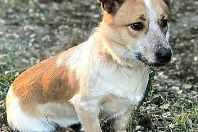 ŁATEK - kochany, wesoły, roczny psiak do adopcj