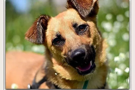 Średnia,przyjazna,radosna,grzeczna,przemiła,sterylizowana sunia DELICJA.Adopcja, Łódzkie, Łódź