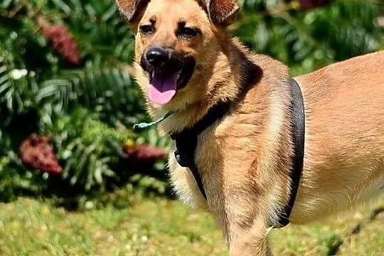 Średnia,przyjazna,radosna,grzeczna,przemiła,sterylizowana sunia DELICJA.Adopcja, Łódzkie, Łódź