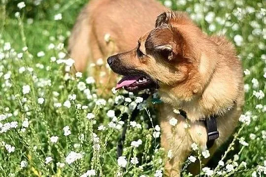 Średnia,przyjazna,radosna,grzeczna,przemiła,sterylizowana sunia DELICJA.Adopcja, Łódzkie, Łódź