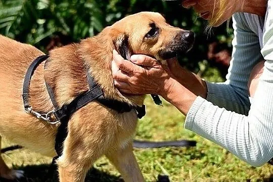 Średnia,przyjazna,radosna,grzeczna,przemiła,sterylizowana sunia DELICJA.Adopcja, Łódzkie, Łódź