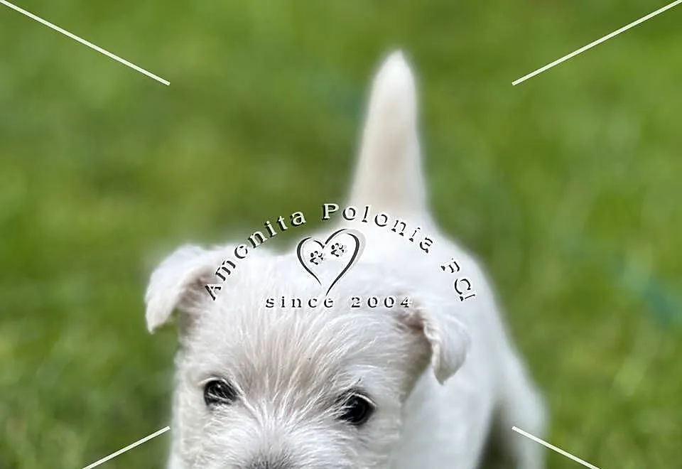 Suczka rasy west highland white terrier, Śląskie, Poręba