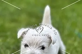 Suczka rasy west highland white terrier