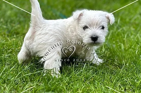 Suczka rasy west highland white terrier, Śląskie, Poręba