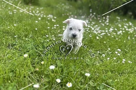 Suczka rasy west highland white terrier, Śląskie, Poręba