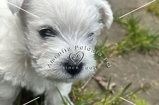 Suczka rasy west highland white terrier, Śląskie, Poręba