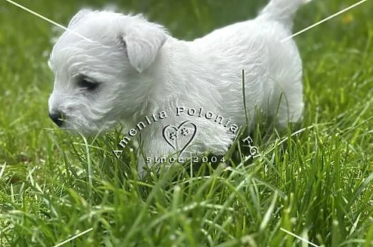 Suczka rasy west highland white terrier, Śląskie, Poręba