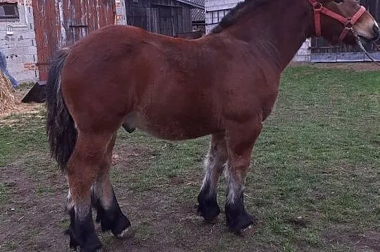 Ogierki, , Kąty Goździejewskie Drugie