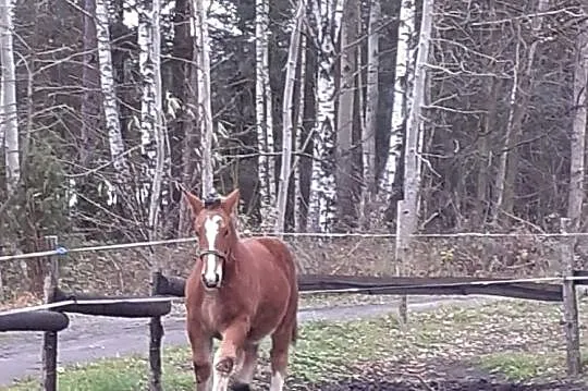 Ogierki, , Kąty Goździejewskie Drugie