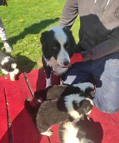 Border Collie szczeniaki, Łódzkie, Błaszki