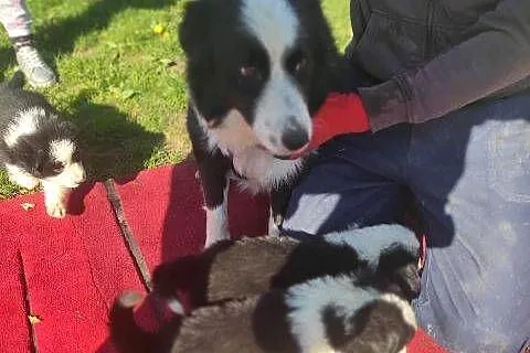 Border Collie szczeniaki, Łódzkie, Błaszki