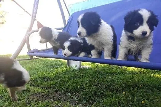 Border Collie szczeniaki, Łódzkie, Błaszki