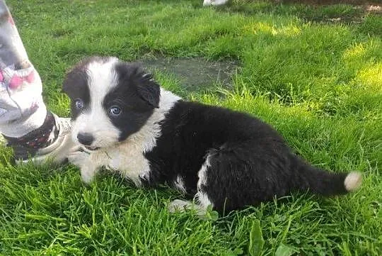 Border Collie szczeniaki, Łódzkie, Błaszki