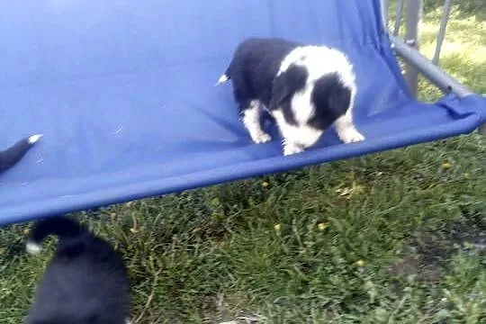 Border Collie szczeniaki, Łódzkie, Błaszki