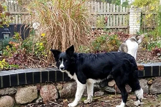 Border Collie szczeniaki, Łódzkie, Błaszki