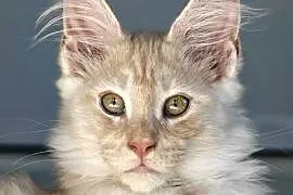 Maine Coon kocur rodowód fpl
