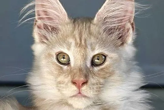 Maine Coon kocur rodowód fpl, Małopolskie, Olkusz