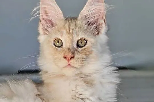 Maine Coon kocur rodowód fpl, Małopolskie, Olkusz
