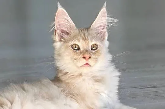 Maine Coon kocur rodowód fpl, Małopolskie, Olkusz