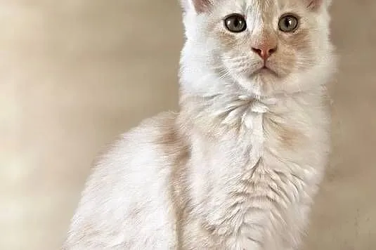 Maine Coon kocur rodowód fpl, Małopolskie, Olkusz