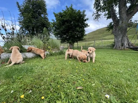 Szczenięta labradora retrievera rasy Fox Red na sprzedaż.