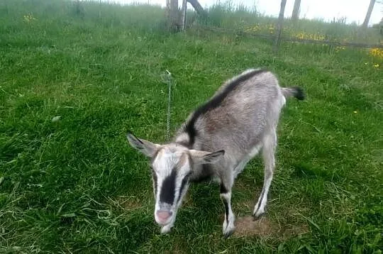Para kózek