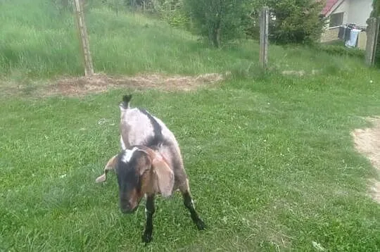Para kózek, Podkarpackie, Rzeszów