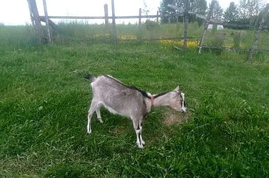 Para kózek, Podkarpackie, Rzeszów