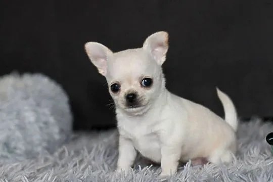 Chihuahua Geri krótkowłosey ZKwP FCI, Zachodniopomorskie, Świnoujście