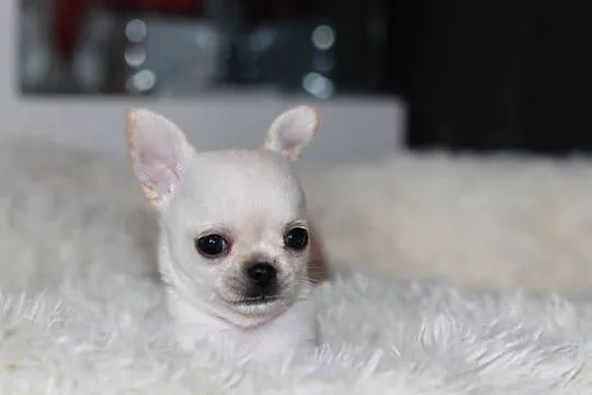 Chihuahua Geri krótkowłosey ZKwP FCI, Zachodniopomorskie, Świnoujście