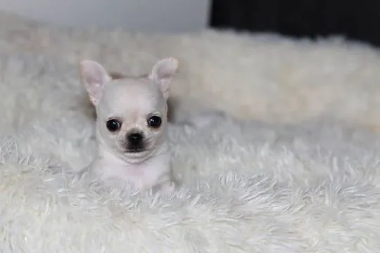 Chihuahua Geri krótkowłosey ZKwP FCI, Zachodniopomorskie, Świnoujście