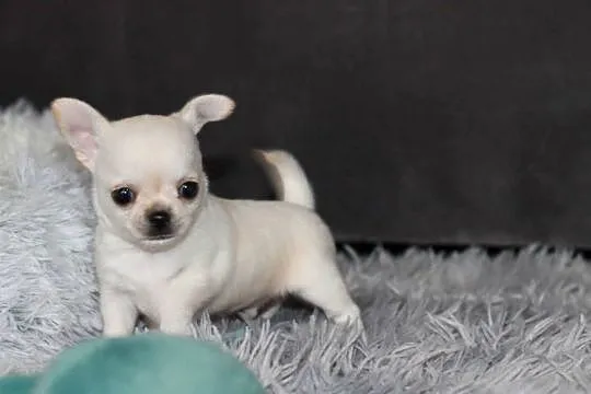 Chihuahua Geri krótkowłosey ZKwP FCI, Zachodniopomorskie, Świnoujście