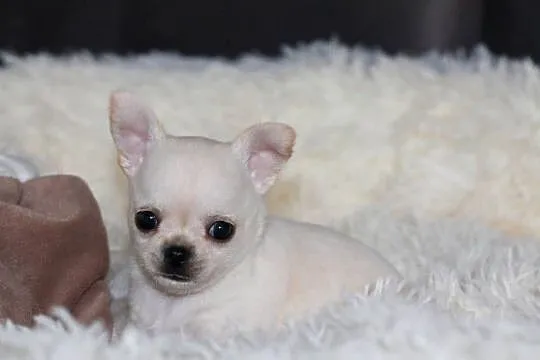 Chihuahua Geri krótkowłosey ZKwP FCI, Zachodniopomorskie, Świnoujście