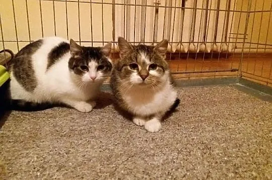 Dwie 5-miesięczne kotki szukają domu