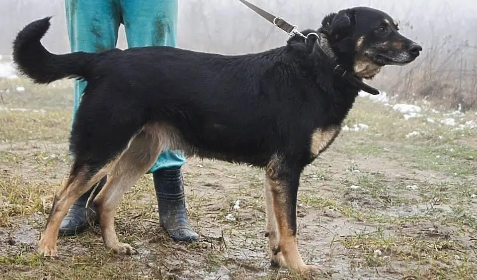 Przygarnij Morusa i zmień jego świat na lepsze!