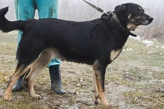 Przygarnij Morusa i zmień jego świat na lepsze!