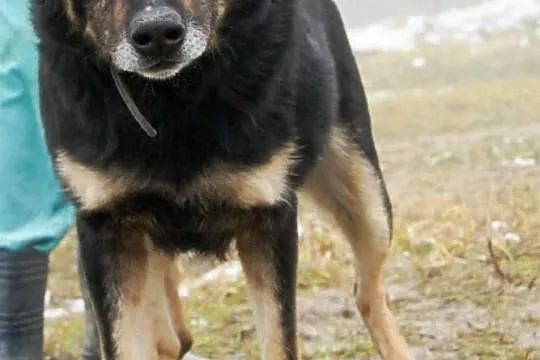Przygarnij Morusa i zmień jego świat na lepsze!