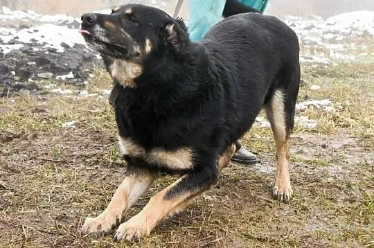 Przygarnij Morusa i zmień jego świat na lepsze!