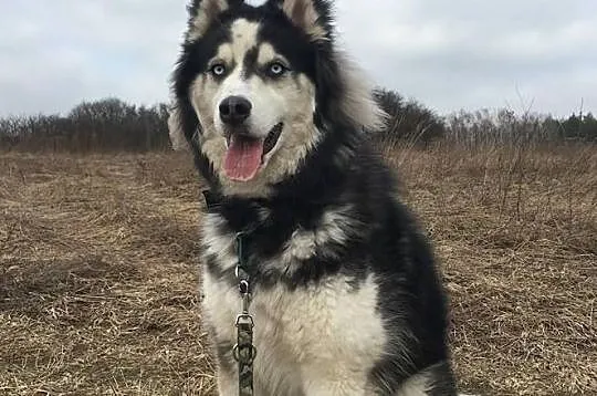 ARON-husky- fajny człowiek poszukiwany, Sosnowiec