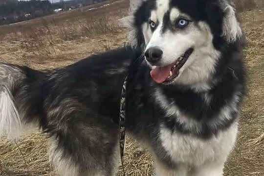 ARON-husky- fajny człowiek poszukiwany, Sosnowiec