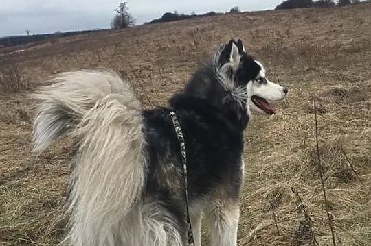 ARON-husky- fajny człowiek poszukiwany, Sosnowiec