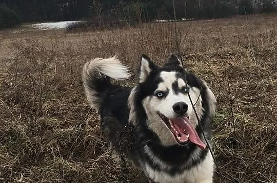 ARON-husky- fajny człowiek poszukiwany, Sosnowiec