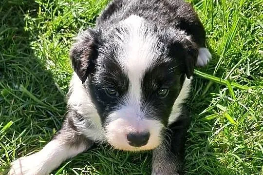Border Collie - piesek BERNIE - z hodowli NEGRESSE, Małopolskie, Porąbka Uszewska