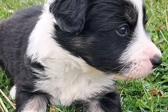 Border Collie - piesek BERNIE - z hodowli NEGRESSE, Małopolskie, Porąbka Uszewska
