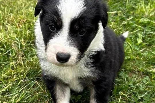 Border Collie - piesek BERNIE - z hodowli NEGRESSE, Małopolskie, Porąbka Uszewska