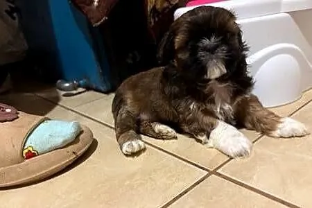 Suczka shih tzu