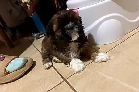 Suczka shih tzu, Mazowieckie, Lekowo