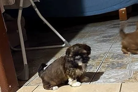 Suczka shih tzu, Mazowieckie, Lekowo