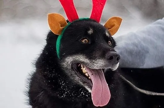 Snack do adopcji!, Łódzkie, Tomaszów Mazowiecki